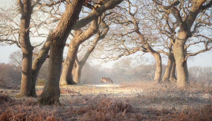The New Forest in winter by Mark Richards